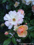 Phyllis Bide 2