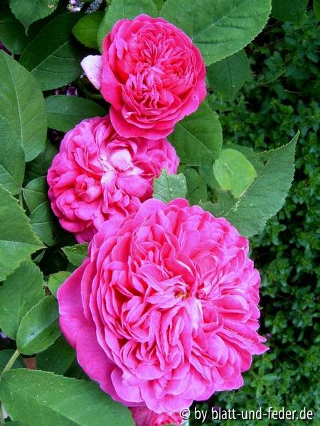 Rose de Resht
