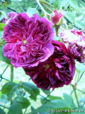 EaB Farbe