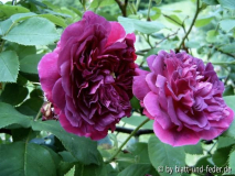 EaB Farbe 3