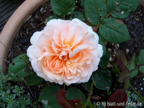 Ambridge Rose erste 2010