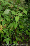Welches Kraut 3