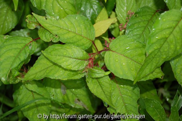 Welches Kraut 1