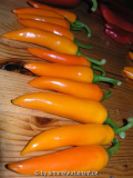 Chili - bulgarian carrot