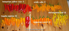 lecker chilis