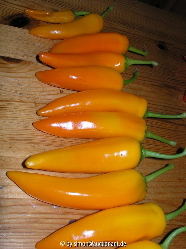 Chili - tequila sunrise