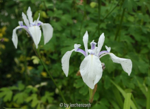 Iris laevigata