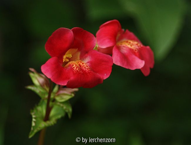 Mimulus-cupreus-Hybride 