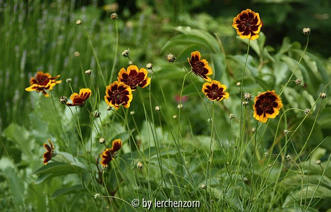 Thelesperma burridgeanum