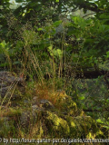 RoetikopfP6140031.jpg