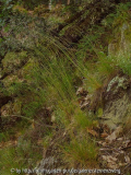 RoetikopfP6140022.jpg