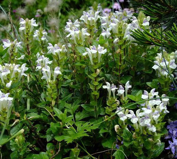 Scutellaria alpina