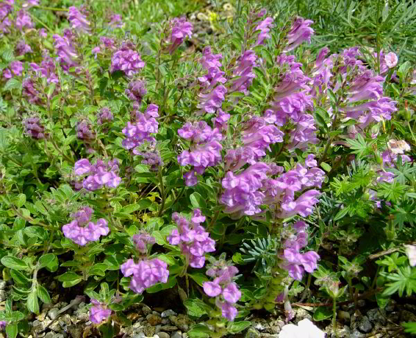 Scutellaria pontica
