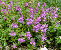 Scutellaria pontica
