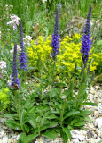 Veronica spec.