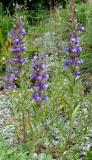 Lallemantia canescens