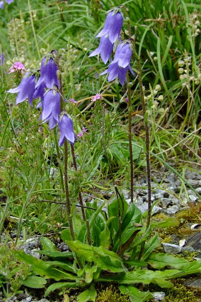 Campanula barbata