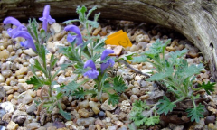 Dracocephalum palmatum