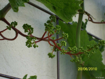 Muscat Bleu  SW