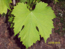 Galanth_2