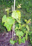 Duzhba_1