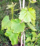 Druzhba_2