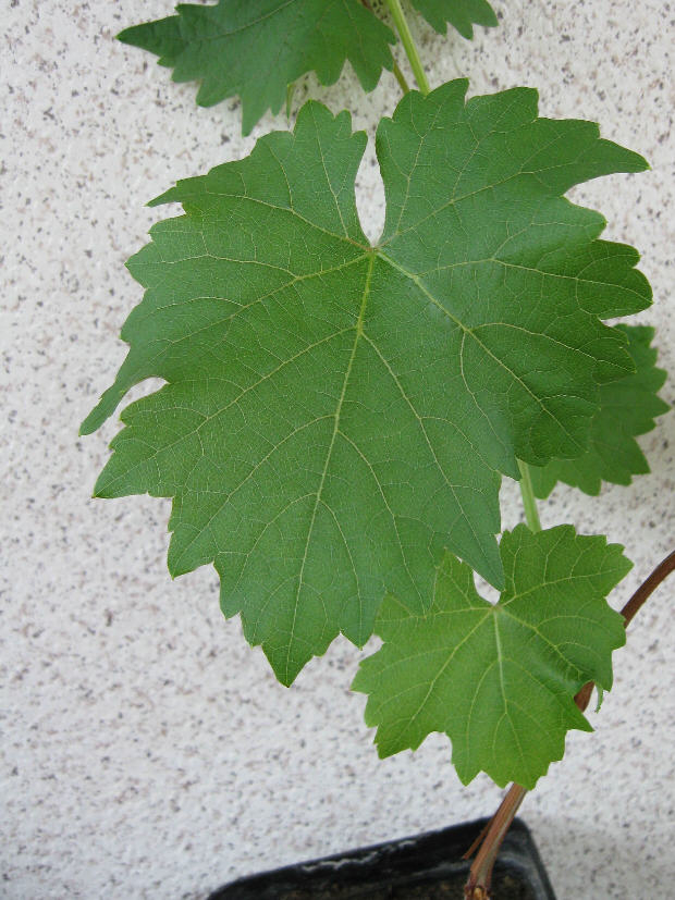 Rebe Blatt
