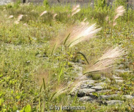 Mähnengerste (Hordeum jubatum) im Potsdamer Stadtkanal