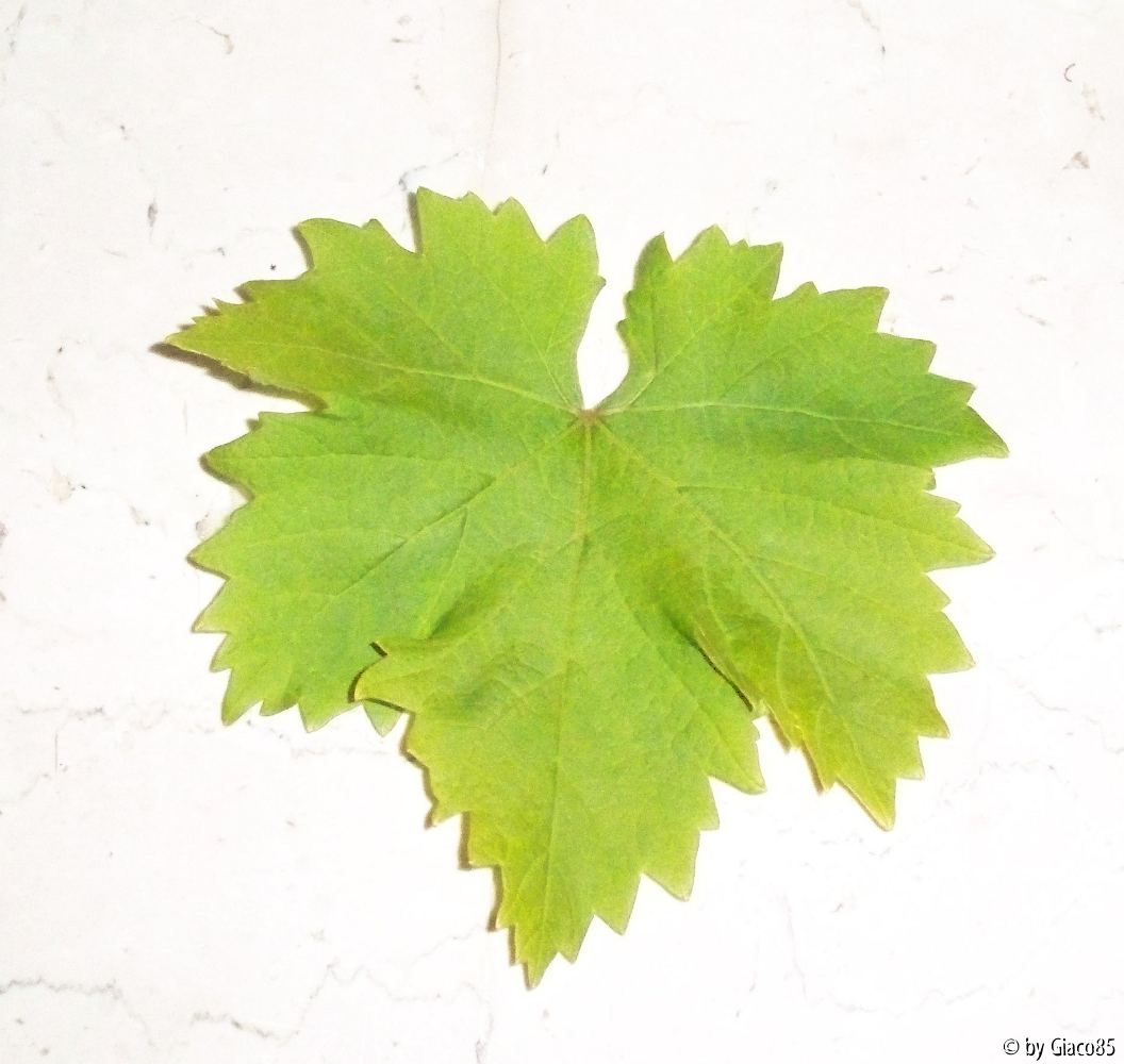 Blatt Mitschurinski