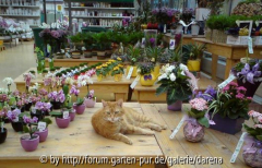 Dekokatze Bella
