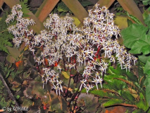Herbststeinbrech