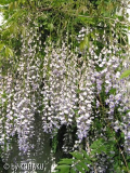 wisteria sinensis