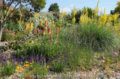 Hyde Hall Dry Garden Kniphofia 1