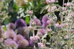 Hyde Hall Phlomis italica