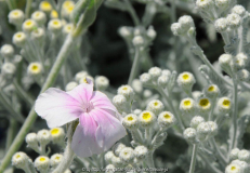 Lychnis Tanacetum