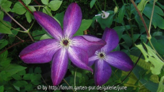 Venosa Violacea