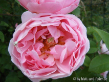 Constance Prol 3