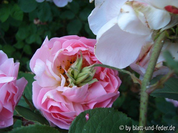Constance Prol 2