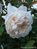 Crocus Rose A