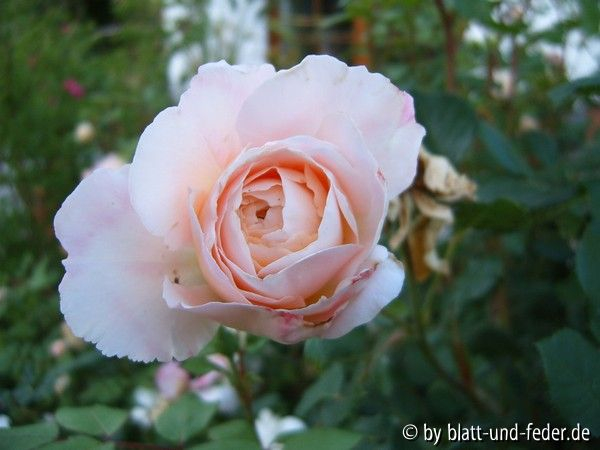 Crocus Rose B