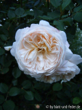Crocus Rose C