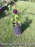 unbekannte Rose