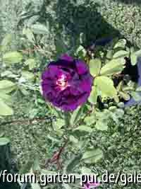 unbekannte Rose