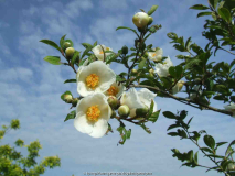 Stewartia pseudocamellia 2010-06