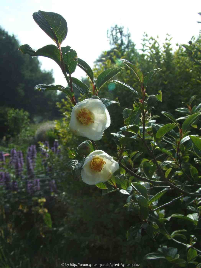 Stewartia pseudocamellia (2) 2010-06