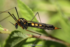 Schnake (Nephrolepis cf. crocata)