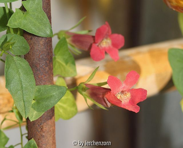Kletter-Löwenmäulchen (Maurandella antirrhiniflora)