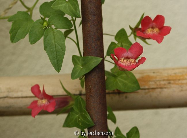 Kletter-Löwenmäulchen (Maurandella antirrhiniflora)