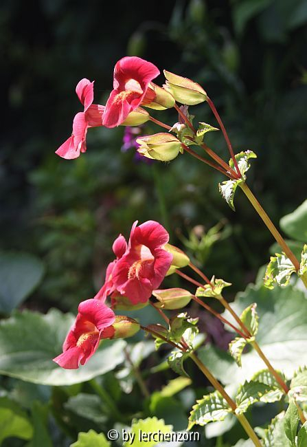 Gauklerblume (Mimulus cupreus-Hybr. HIGHLAND RED)
