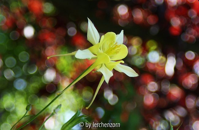 Langspornige Akelei (Aquilegia caerulea), gelb
